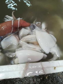 廣西北海市海鮮產(chǎn)品干貨,濕貨批發(fā) 南昌其它服務(wù)